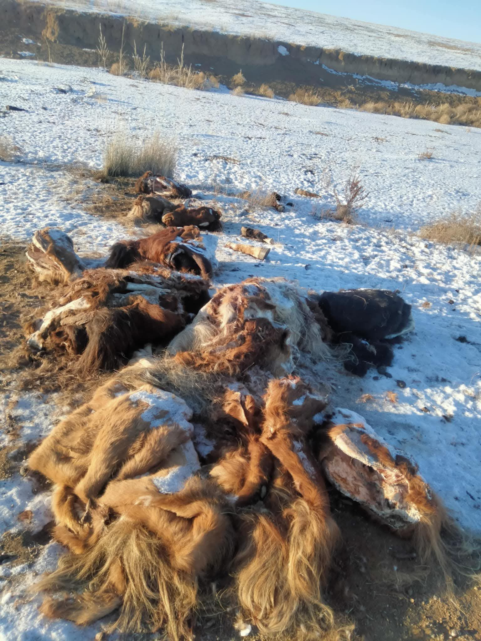 Хурдан удмын долоон адуугаа алдсан малчин сарын дараа толгой, арьсыг нь олжээ